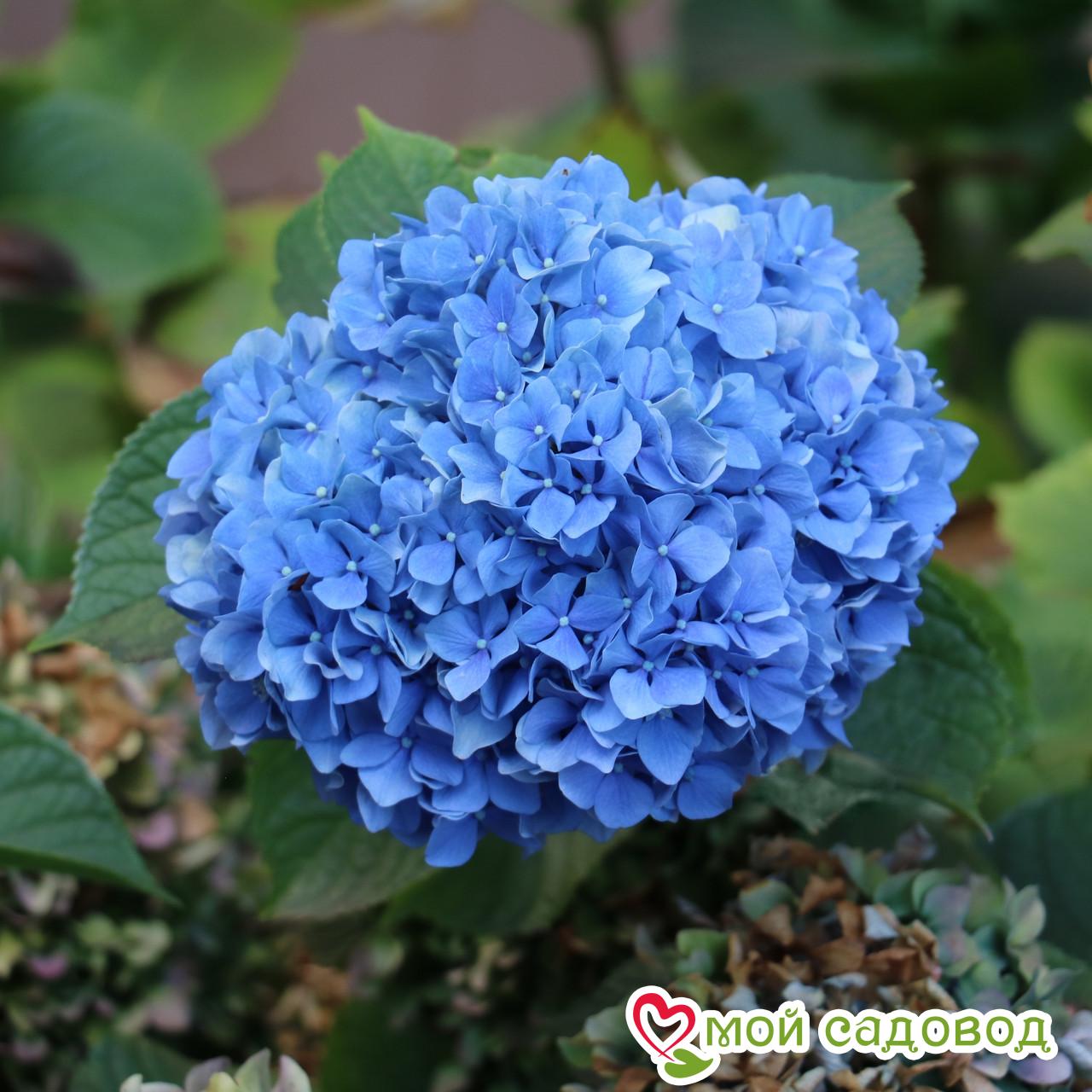 Гортензия крупнолистная Никко блю ЗКС