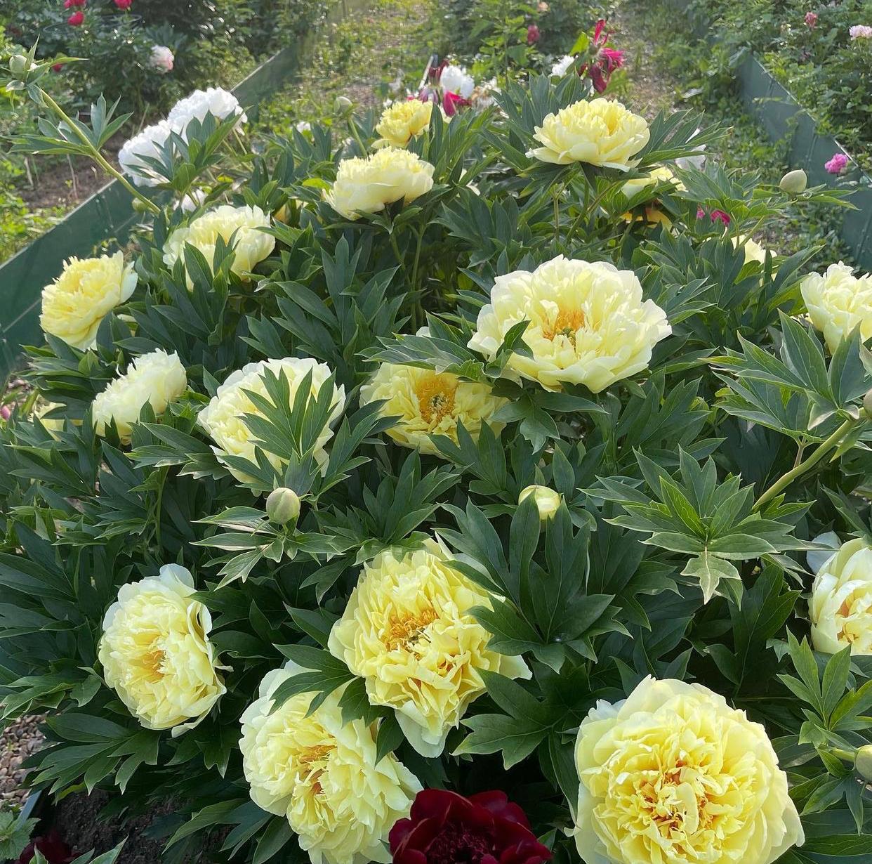 Пион (Ито-гибрид) Бартзелла